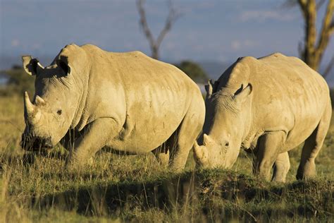 Scientists Succeed In Creating Northern White Rhino Embryos