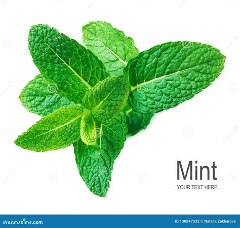 Mint Leaf Isolated On White Background Fresh Spearmint Menthol Leaves
