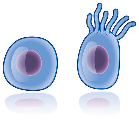 Is the Primary Cilium a Cell's Antenna or Its Brain