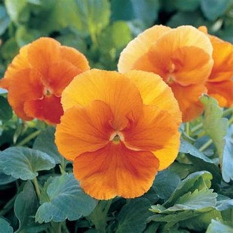 Buy Pansy F1 Arancione Seeds Online At
