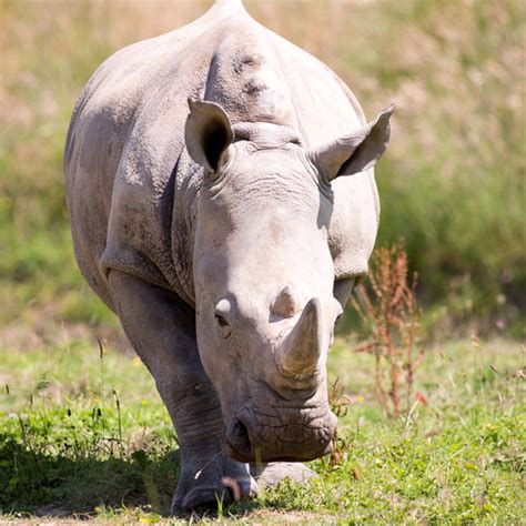White Rhino Discover Animals
