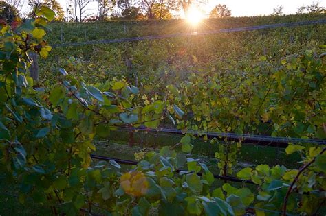 Del Vino Vineyards In Long Island Northport Ny