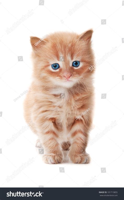 Ginger Kitty With Blue Eyes Isolated On A White Background Stock Photo