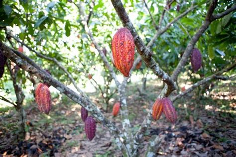 See more of asia plantation capital malaysia on facebook. Cocoa plantation