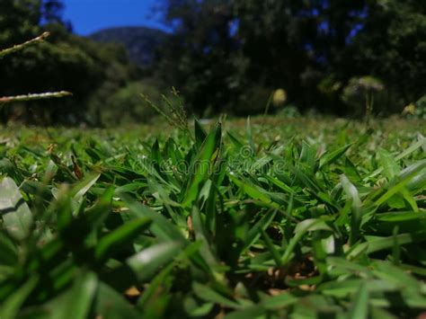 Nachural Grass Garden In Srilanka Stock Image Image Of Fully