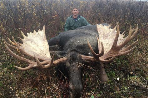 Alaska Moose Huge In Every Way The Spokesman Review