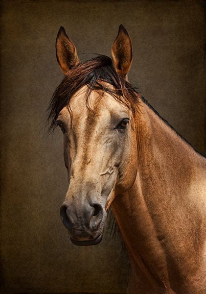 A Classic Horse Portrait Using Textures And Photoshop French Kiss