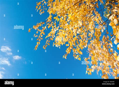 Autumn Foliage Branch And Blue Sky Stock Photo Alamy