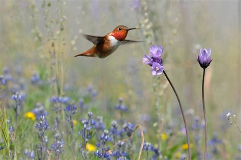 We did not find results for: California sure is Beautiful, wildflowers and hummingbirds ...