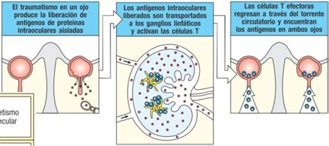 Start studying enfermedades autoinmunes órgano específicas. Autoinmunidad - Paradigmia