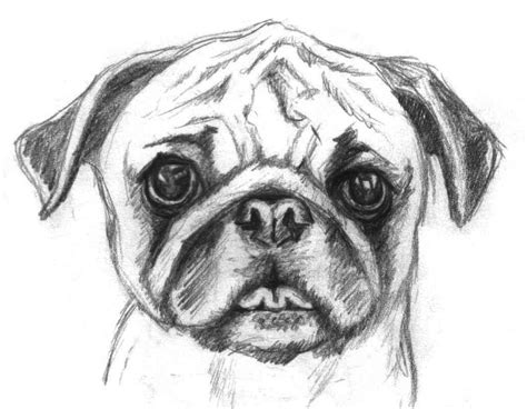 Pug Drawing Puppy Sketch Dog Coloring Page
