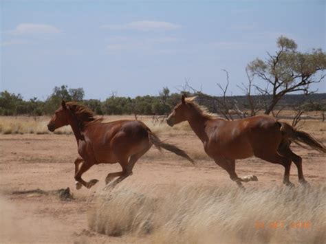 horses brumby images  pinterest thoroughbred toms  australia