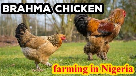 Brahma Chicken Farming In Nigeria All You Need To Know About Brahma