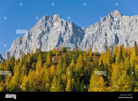Larch Trees On Mountain Hoher Dachstein Dachstein Mountain Range