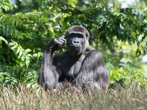 Thinking Gorilla 🤔 Nature Photography Flickr