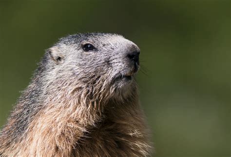 Groundhog Day 2022: Forecast, Facts, and Folklore - Farmers' Almanac