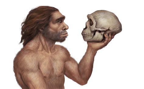 Qué aporta la herencia neandertal a los humanos actuales IIIPC UNICAN