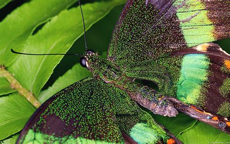 Fond Décran Animaux La Nature Papillon Insecte Vert Faune