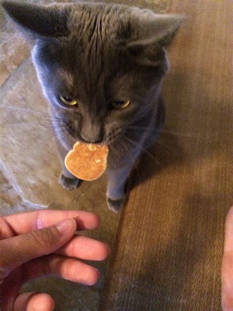 My Cat With A Pancake Aww