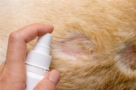 Dog Allergies Skin Rash The Y Guide