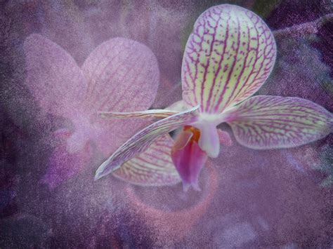Orchid Photograph By Judy Hall Folde Fine Art America