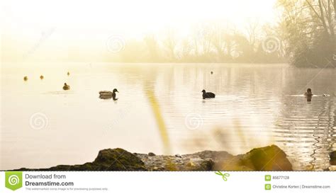 Fog Over A Lake With Swimming Ducks Stock Photo Image Of Selective