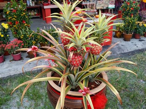 Xing Fu Ornamental Pineapple Plant