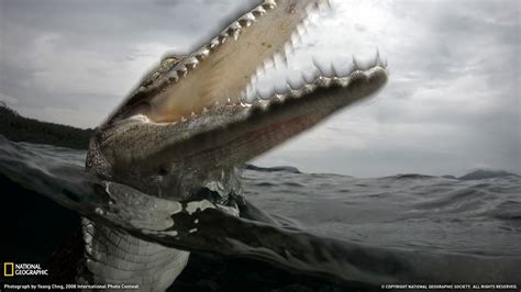 You can also upload and share your favorite crocodile wallpapers. Australian saltwater crocodile- National Geographic ...