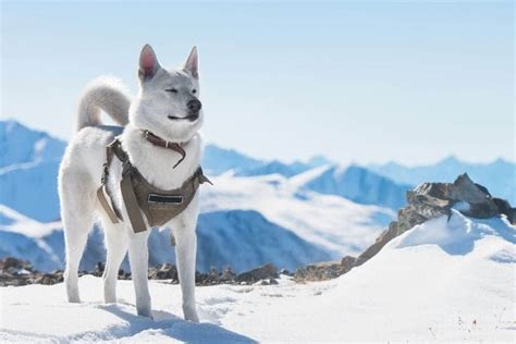 265 Winter Dog Names Creative Name Ideas For Your Pup