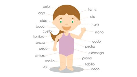 There are books galore that can lend a helping hand when you are trying to teach your child about his. What Are the Names for Body Parts in Spanish?