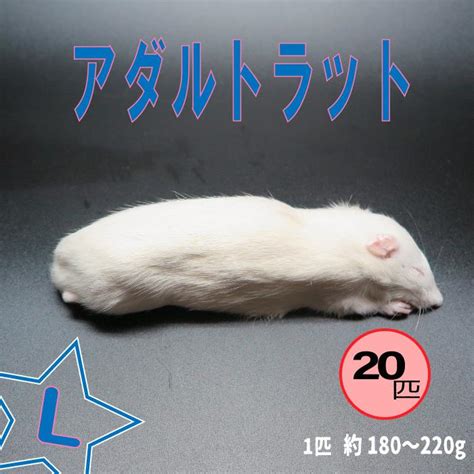 冷凍アダルトラット Lサイズ 約180~220g匹 冷凍マウス アダルト 冷凍ネズミ 冷凍餌 エサ 猛禽類 爬虫類 両生類 肉食ペット用 クール便発送 20匹セット Rat L 0020