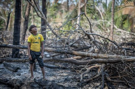 Cómo La Deforestación Avanza En La Amazonía Y Por Qué Acusan A
