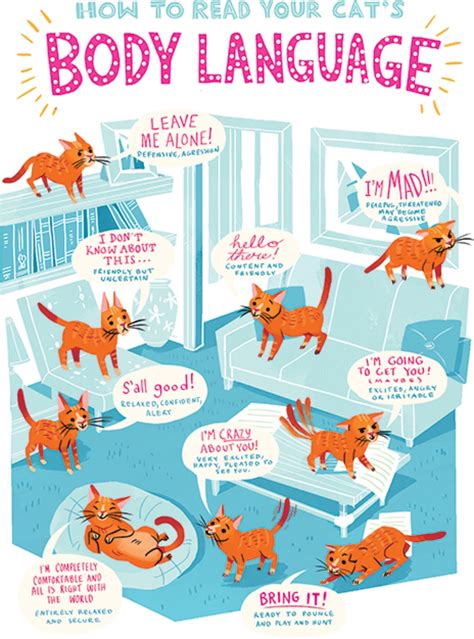 Feline Body Language Chart