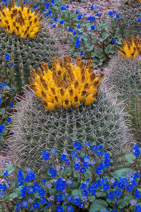 Deserts In Bloom 6 Spots For Springtime Wildflower Watching