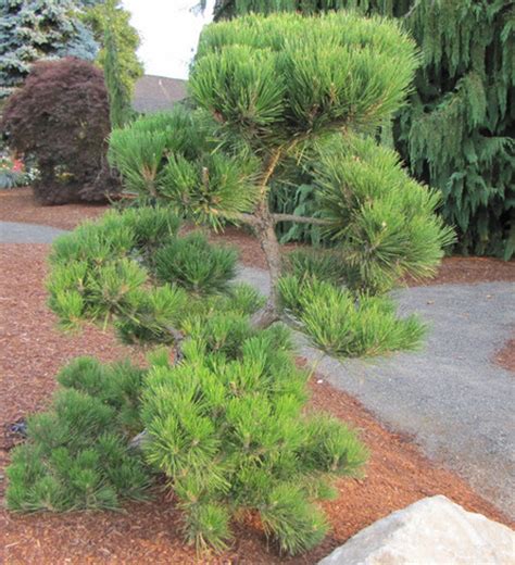 Pinus Thunbergiana Hakuho Dwarf Japanese Black Pine Kigi Nursery