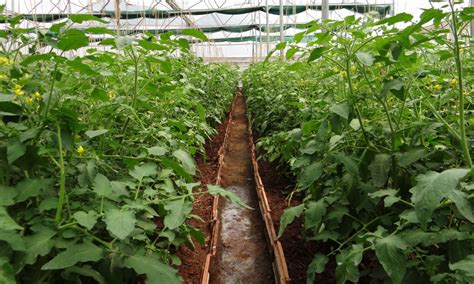 It must stay watered and the farmer must avoid extreme temperature shifts by monitoring the greenhouse. Free Images : field, food, produce, vegetable, crop, soil ...