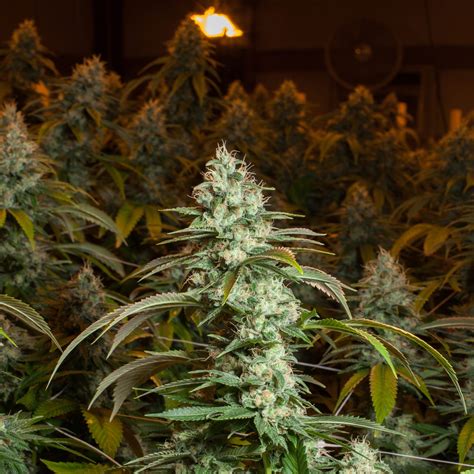 7 Best Weed Strains in the UK - Sensi Seeds