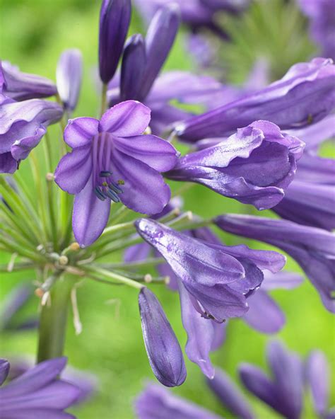Agapanthus Poppin Purple Bare Roots — Buy Purple African Lilies