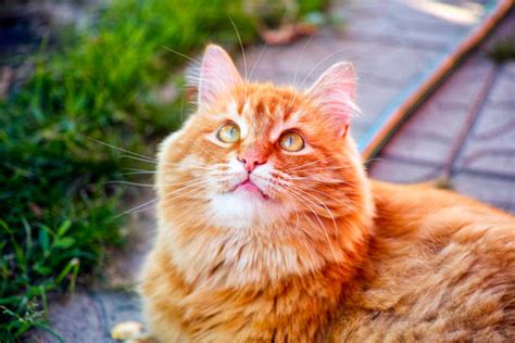 Orange Cat Looking Up Stock Photos Pictures And Royalty Free Images Istock