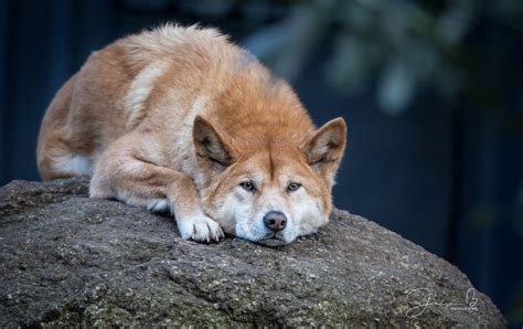 Dingoes At The Healesville Sanctuary My Favorite Animals A Flickr
