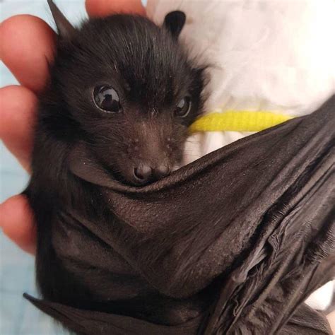 This Bat Is So Cute Raww