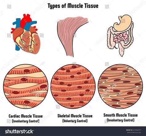 The smooth muscles perform the functions in the contrast of other types of muscles. Types Muscle Tissue Human Body Diagram Stock Vector ...