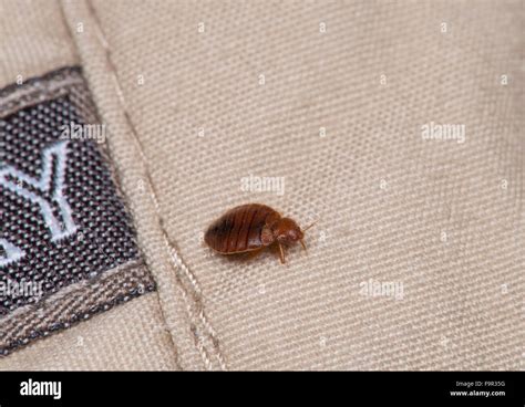 Bed Bug Cimex Lectularius Stock Photo Alamy