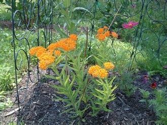 Native is one of the best plants for attracting hummingbirds. 62 best images about Gardening: Plants Deer Don't Like on ...