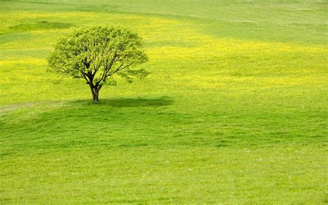 Greenery Wallpapergreengrasslandnatural Landscapelawnnature