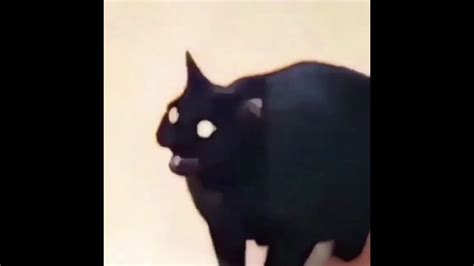 Black Cat Dank Meme Vine Undertale Version Youtube