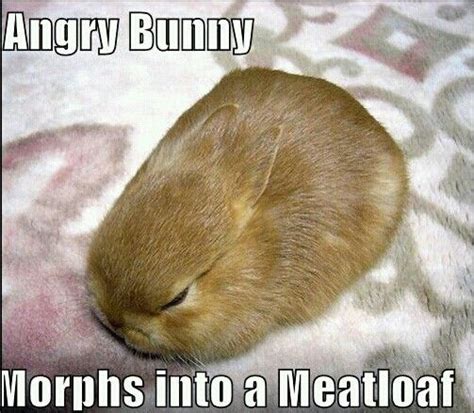 Poor Angry Bunny Funny Bunnies Bunny Meme Cute Baby Bunnies