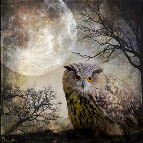 Owl Moon Photograph Full Moon Spirit Animal Bird Great Etsy