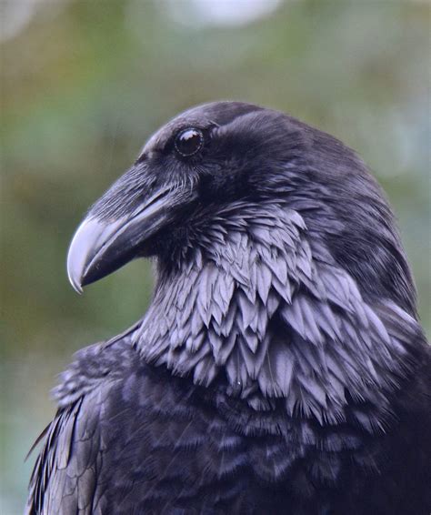 There Is Wisdom In A Ravens Head Raven Bird Raven Bird Photography