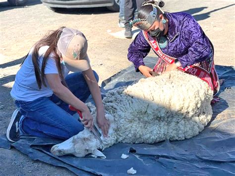 Miss Navajo Nation Demonstrates Sheep Shearing For Youth Navajo Hopi Observer Navajo And Hopi